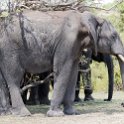 BWA NW Chobe 2016DEC04 NP 107 : 2016, 2016 - African Adventures, Africa, Botswana, Chobe National Park, Date, December, Month, Northwest, Places, Southern, Trips, Year